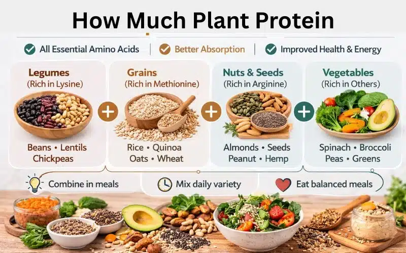 how-much-plant-protein-do-you-actually-need-daily