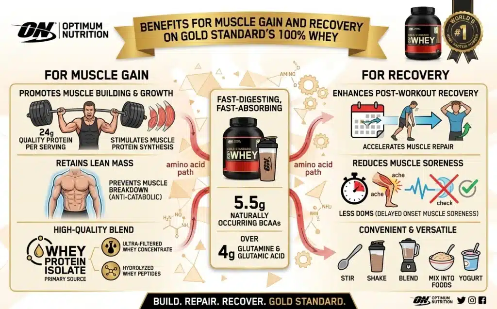 Benefits for Muscle Gain and Recovery
